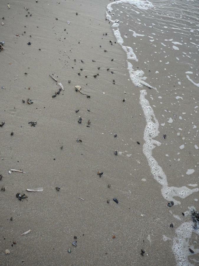 Strandslag Zanddijk 229 Julianadorp Aan Zee Екстер'єр фото